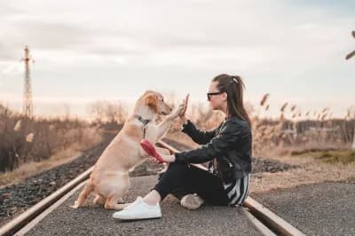 Promenade chien