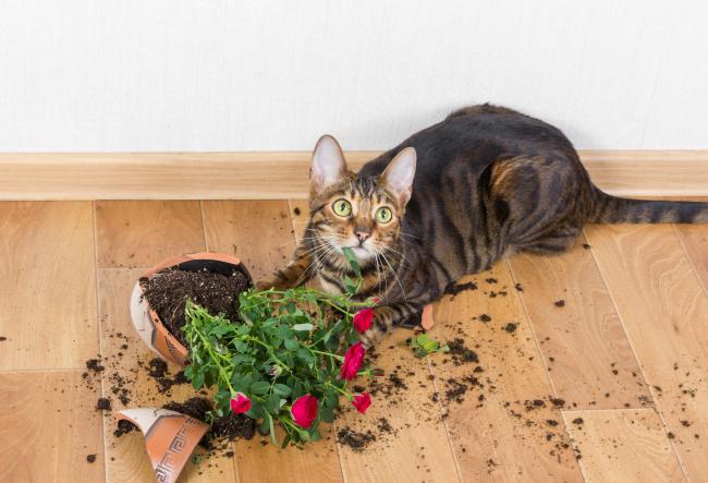 Partez en vacances en toute sécurité avec votre chat grâce aux